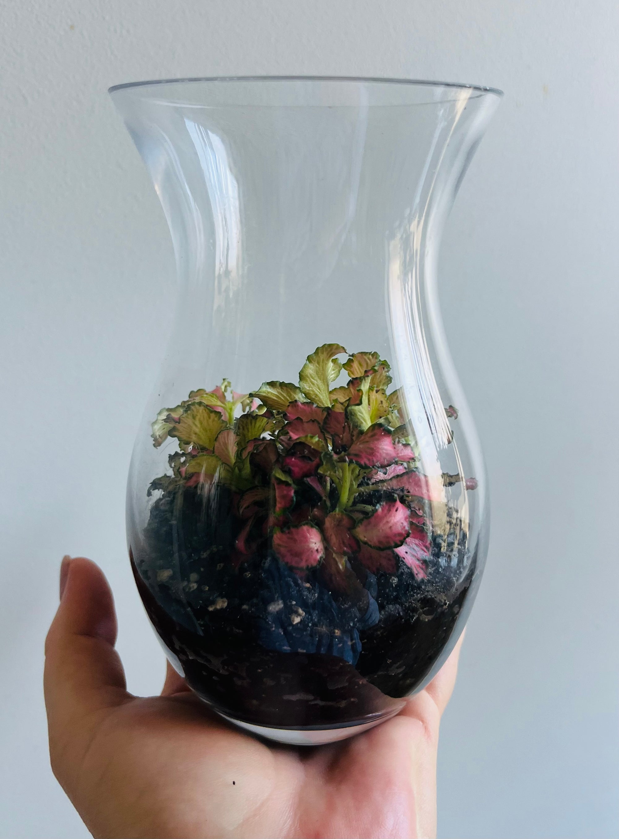 Displays & Terrariums - Small Hourglass Display - Fittonia