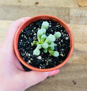 Fenestraria rhopalophylla - Babies Toes