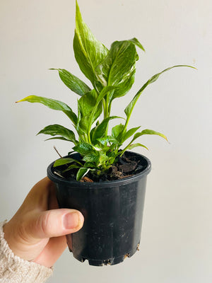 Spathiphyllum 'Domino'