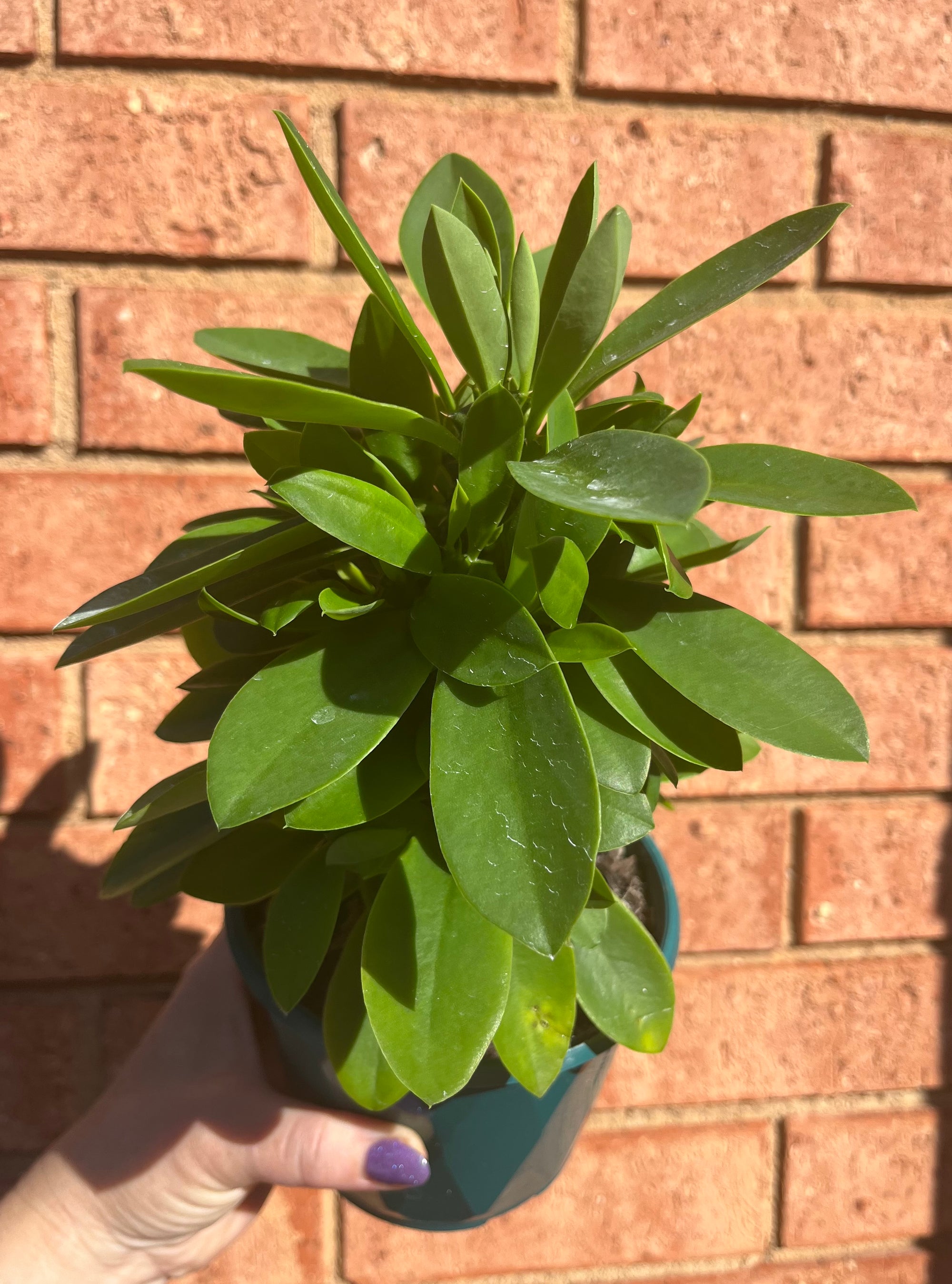 Monadenium stapeliodes (Now Euphorbia succulenta)