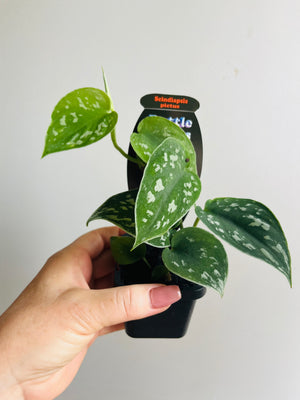 Scindapsus pictus ‘Argyraeus’ - Satin Pothos