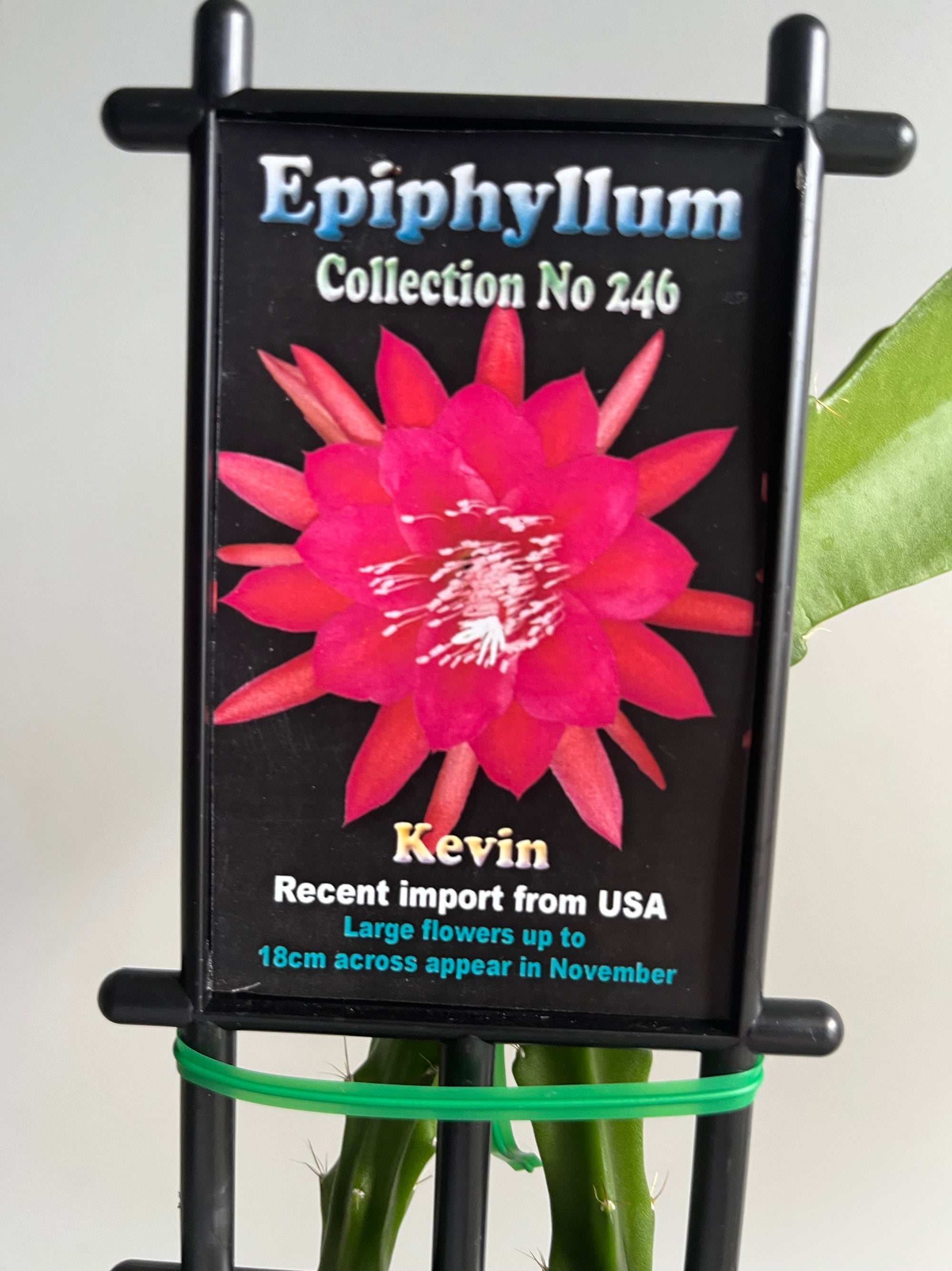 Epiphyllum 'Kevin' - Collection No. 246