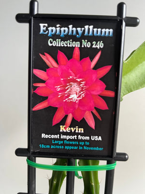 Epiphyllum 'Kevin' - Collection No. 246