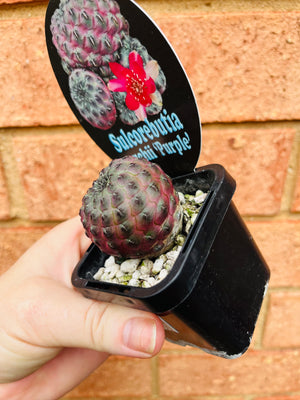 Sulcorebutia rauchii 'Purple'