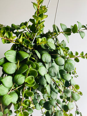 Lipstick Plant - Aeschynanthus chionanthus 'Thai Pink' (New Release)