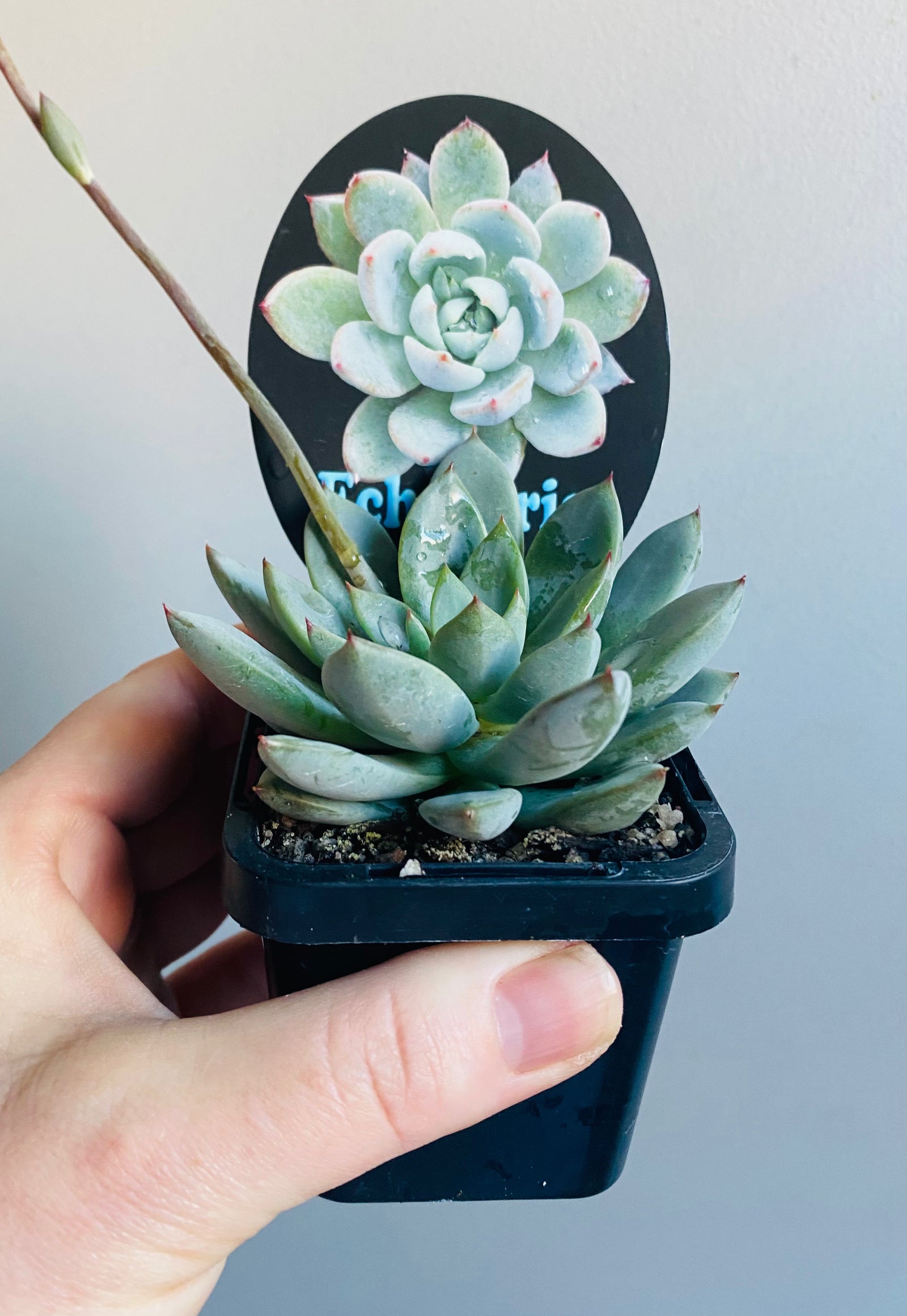 Echeveria colorata cv. ‘Yummie'