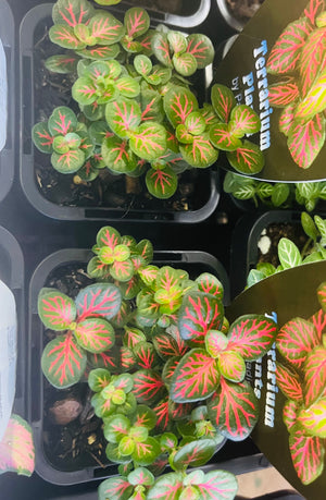 Fittonia - Flammule