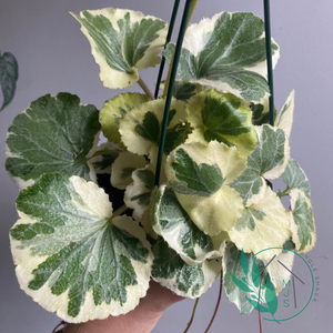 Saxifraga stolonifera 'Blondie' - Strawberry Begonia aka tri colour (cream, light green and dark green)