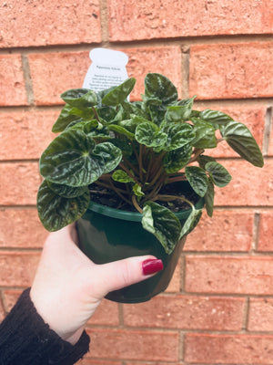 Peperomia caperata - Emerald Ripple