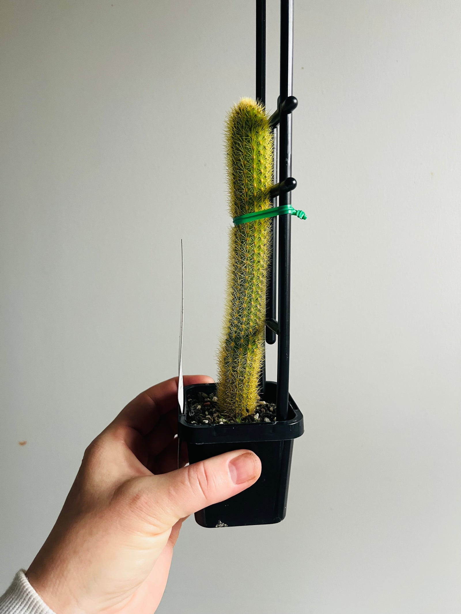 Cleistocactus winteri  - Golden Rat Tail Cactus