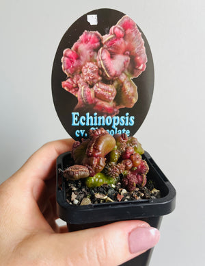 Echinopsis cultivar 'Chocolate'