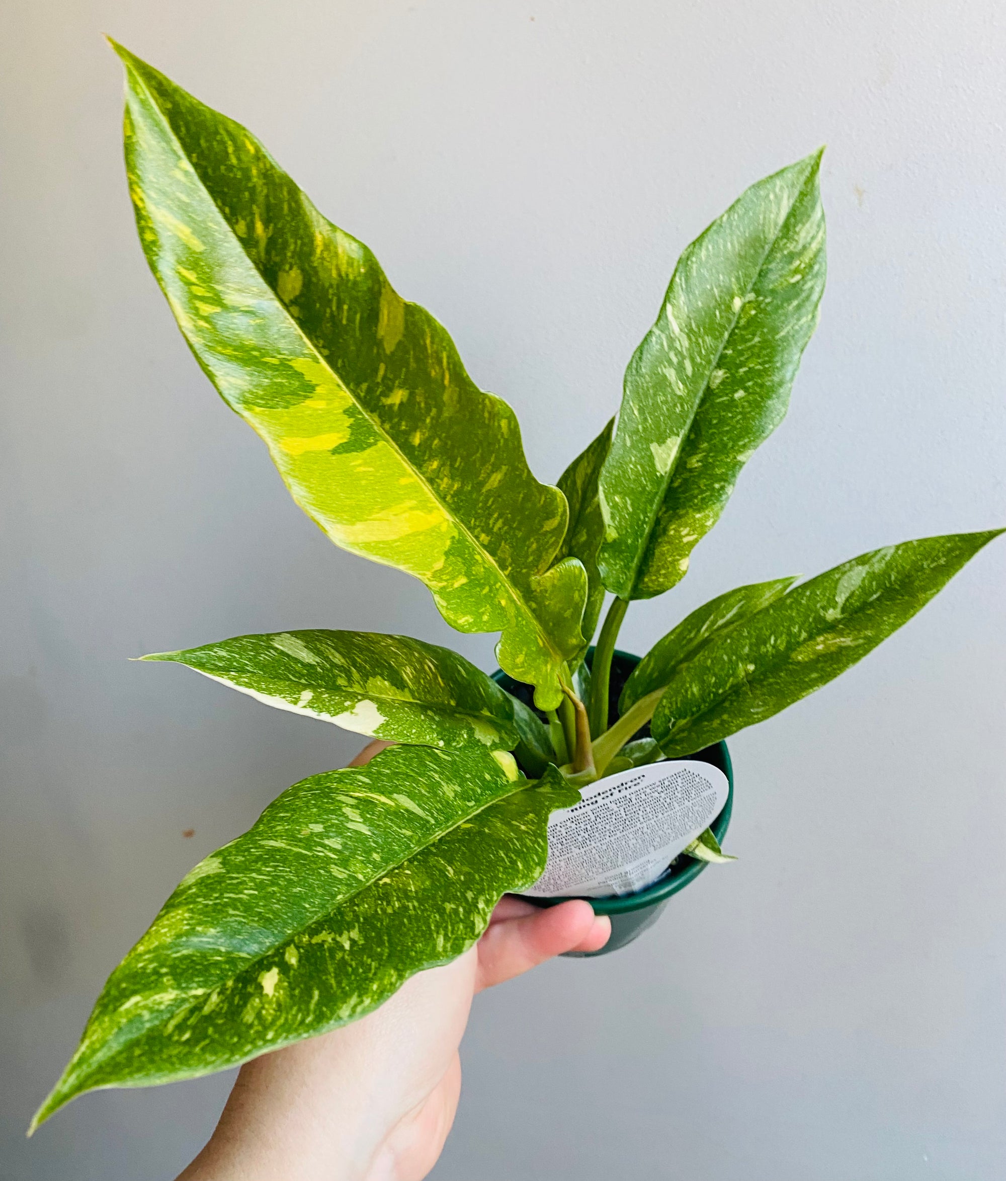 Philodendron serratum ‘Ring of Fire' *Sale Stock Smaller than Stock Photos*