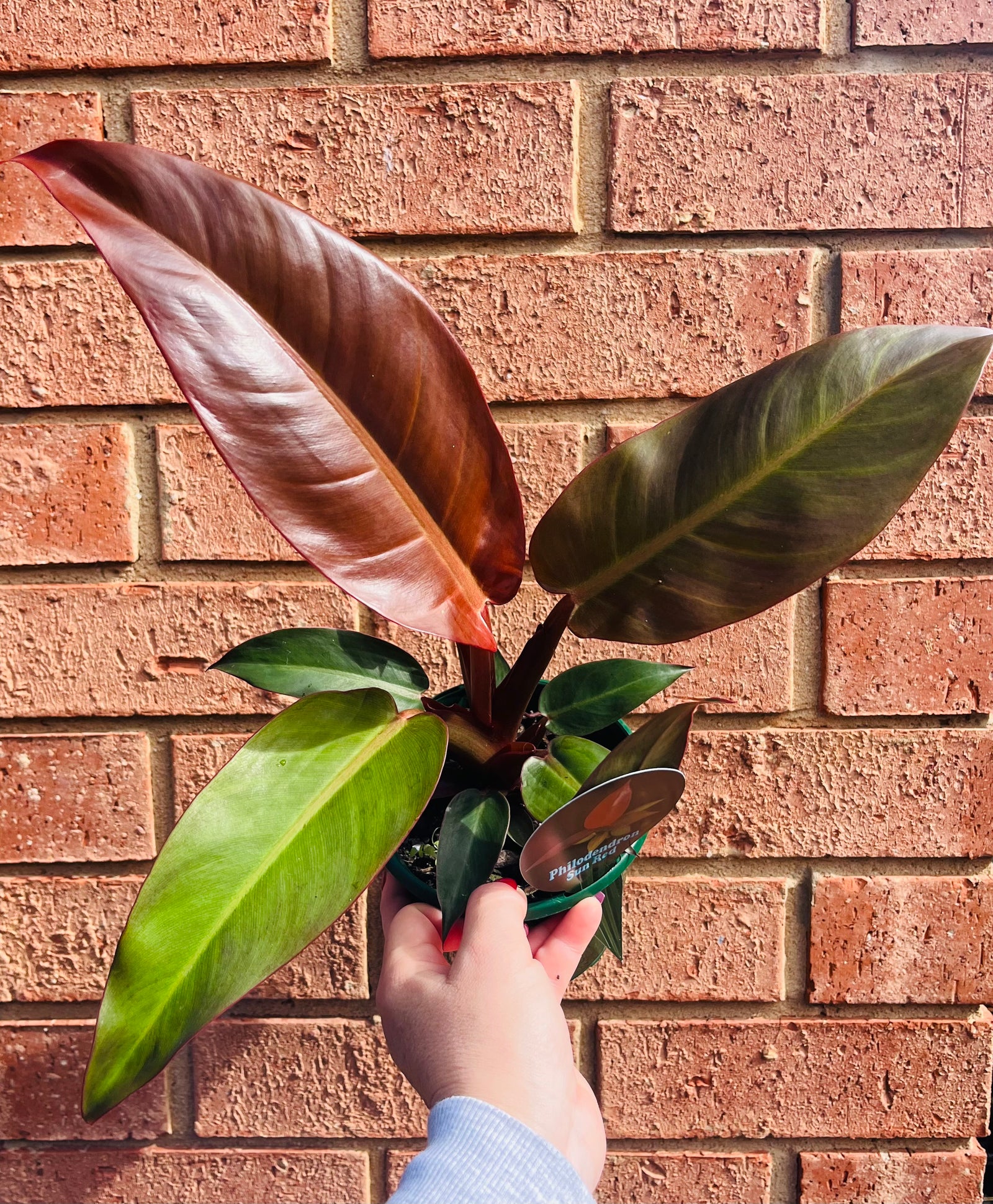 Philodendron ‘Red Sun’