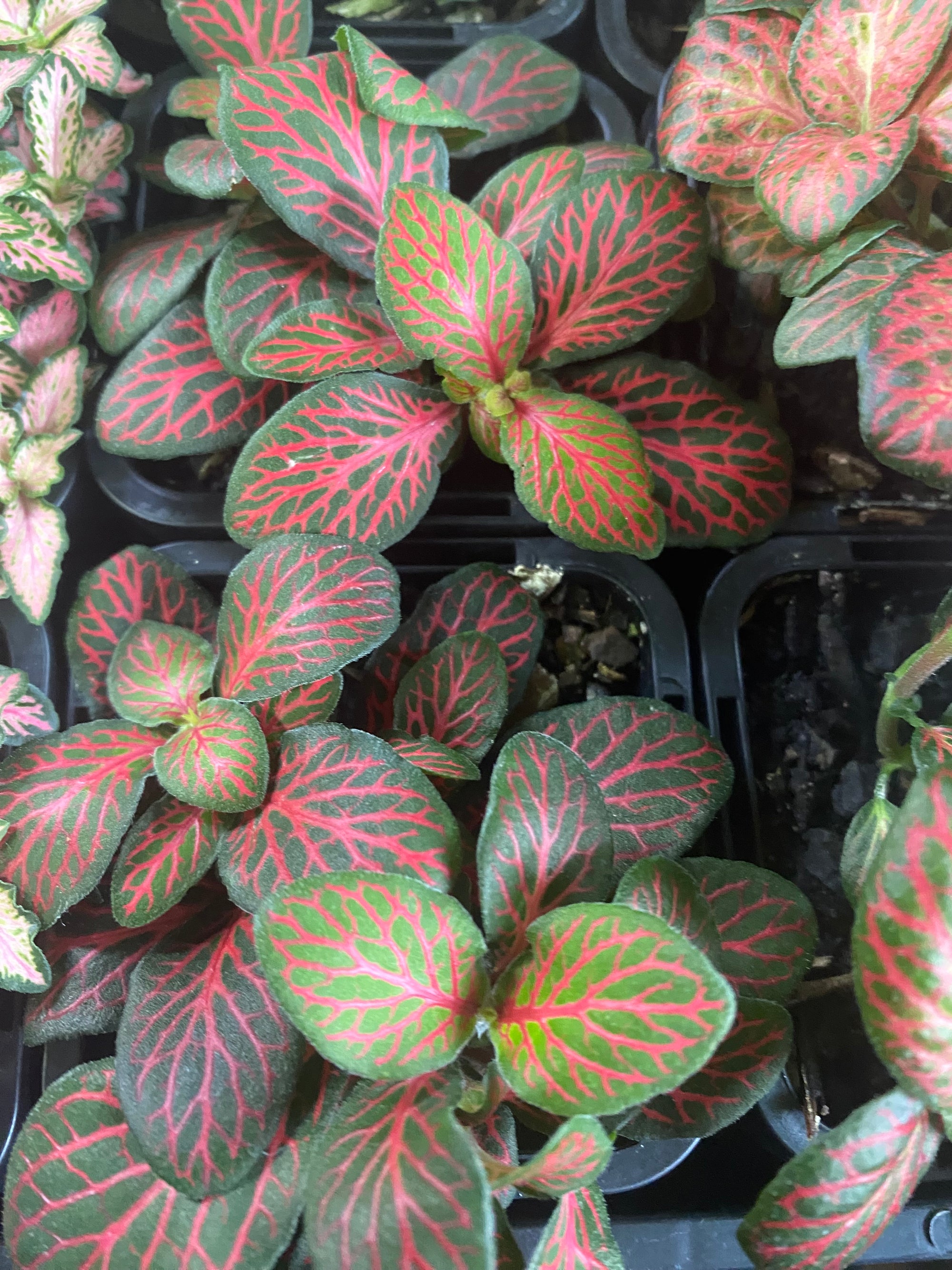 Fittonia - Red Vein