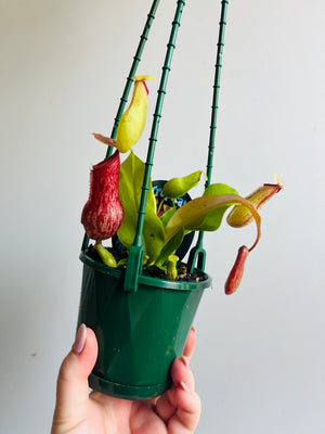 Nepenthes 'Gaya' - Pitcher Plant