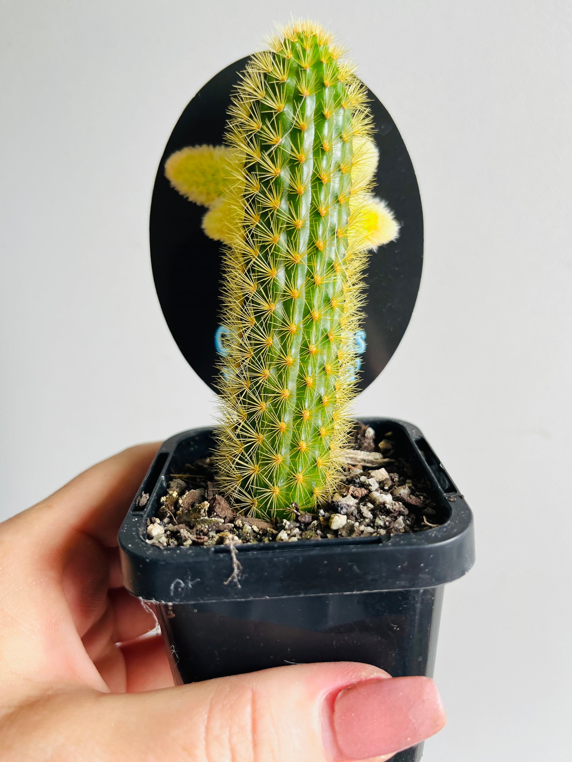 Cleistocactus winteri 'Erecta'