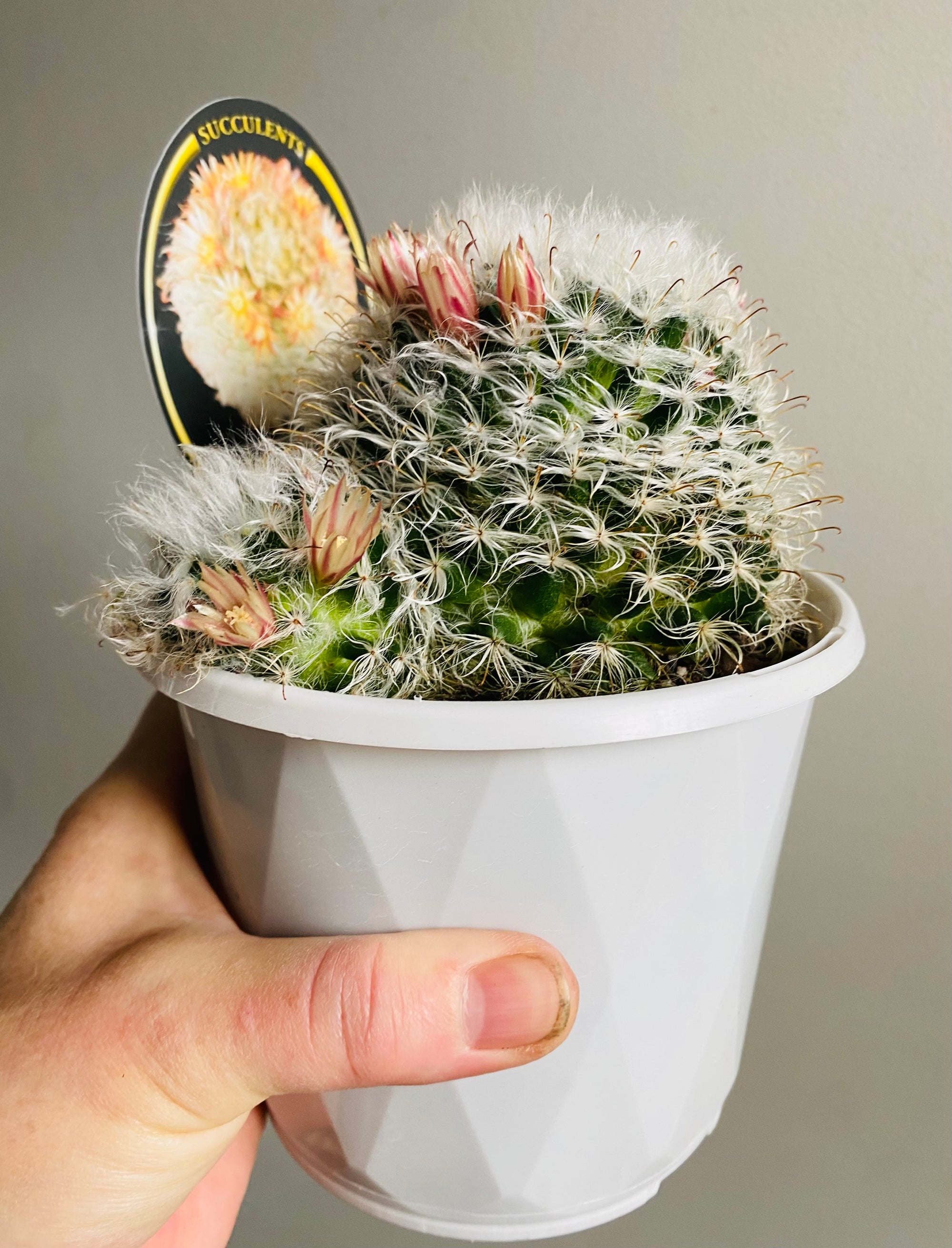 Mammillaria bocosana ‘Powder Puff'