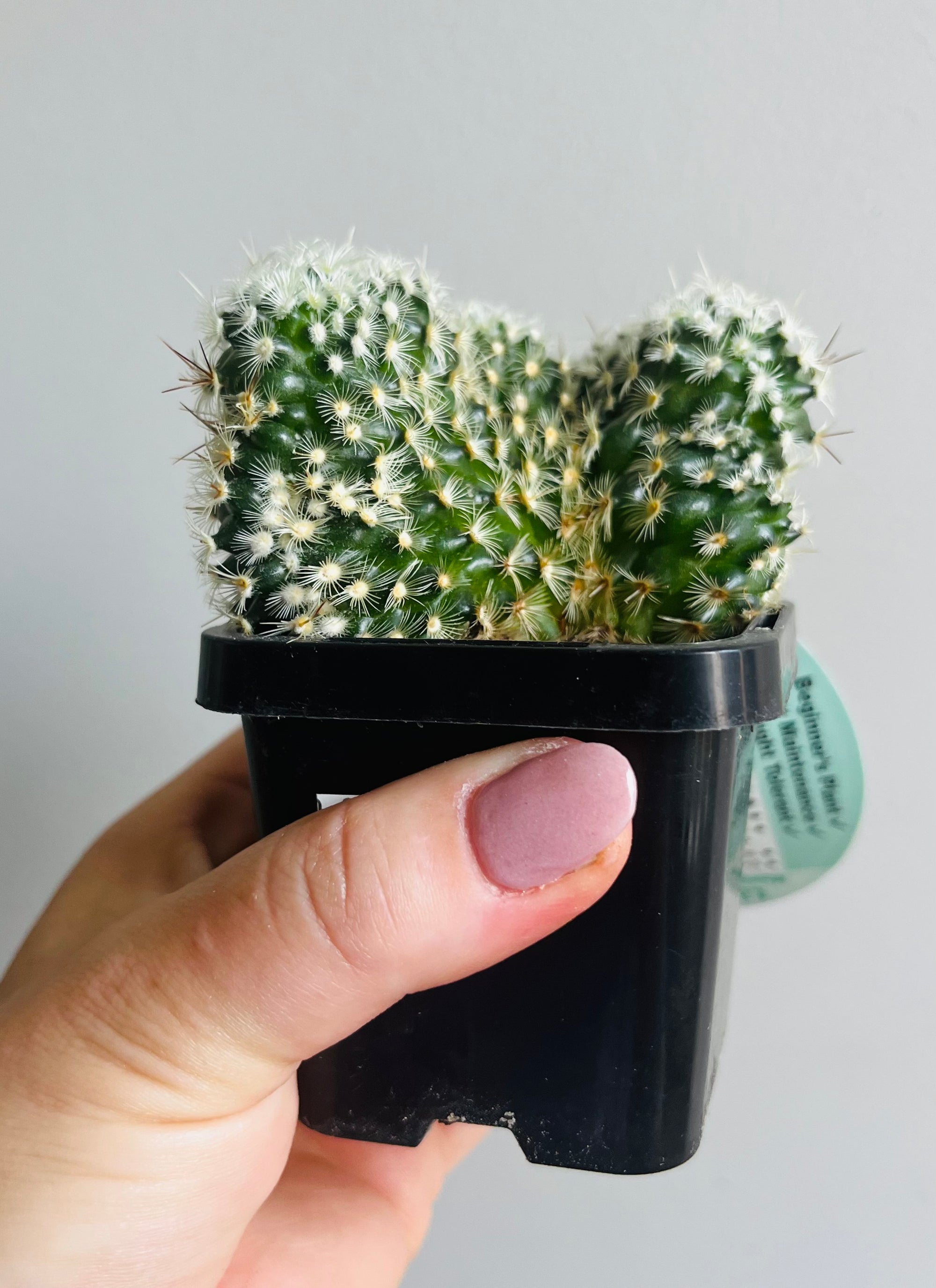 Mammillaria microhelia 'crested'