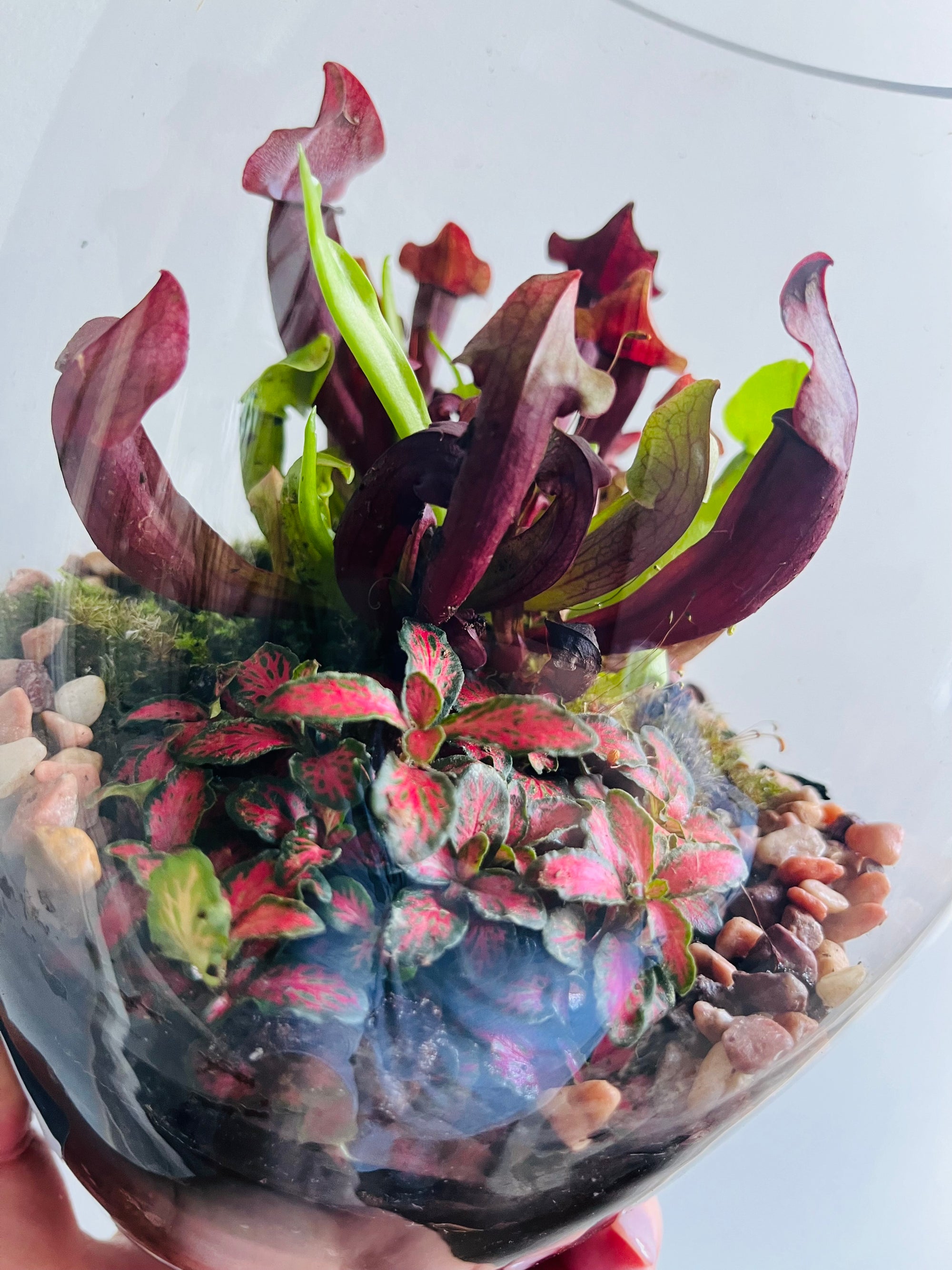 Displays & Terrariums - Medium Goblet Display - Sarracenia & Fittonia