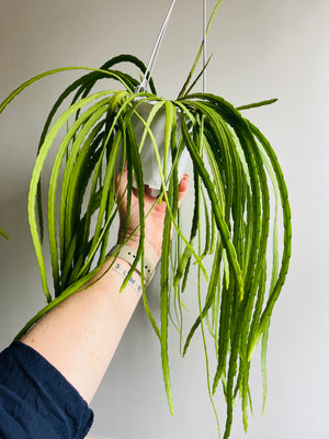 Rhipsalis Boliviana - Mistletoe Cactus Collection No. 34