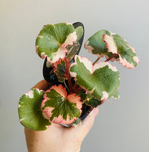 Saxifraga stolonifera 'variegata' - Strawberry Begonia