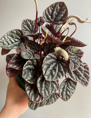 Peperomia caperata - Schumi Silver