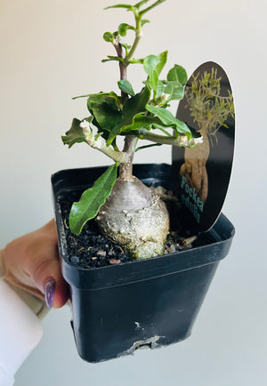 Fockea edulis - The Fat Plant aka Hottentot Bread