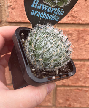 Haworthia arachnoidea