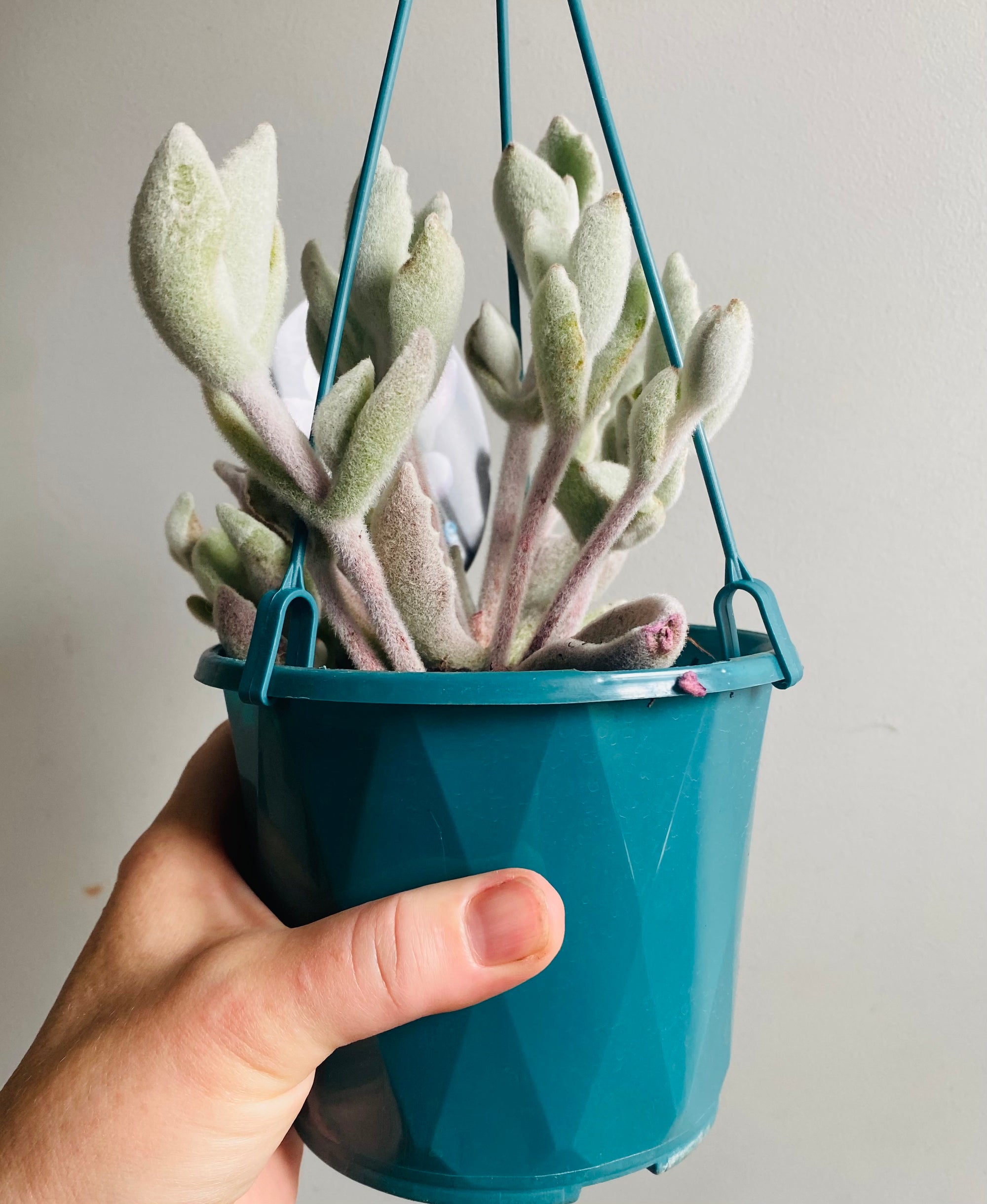 Kalanchoe eriophylla - Snow White Panda Plant