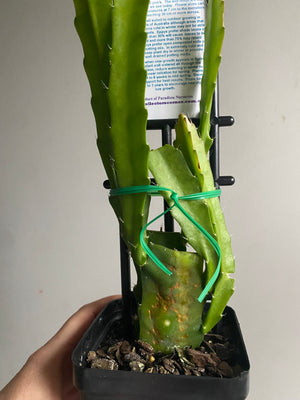 Epiphyllum 'King Midas' - Collection No. 141