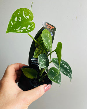Scindapsus pictus ‘Argyraeus’ - Satin Pothos