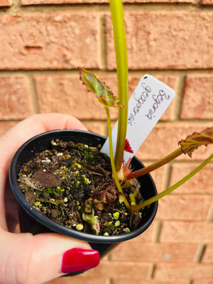 Begonia goegoensis