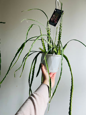 Rhipsalis Lepismium Cruciforme - Mistletoe Cactus Collection No. 07