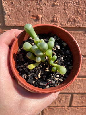 Fenestraria rhopalophylla - Babies Toes