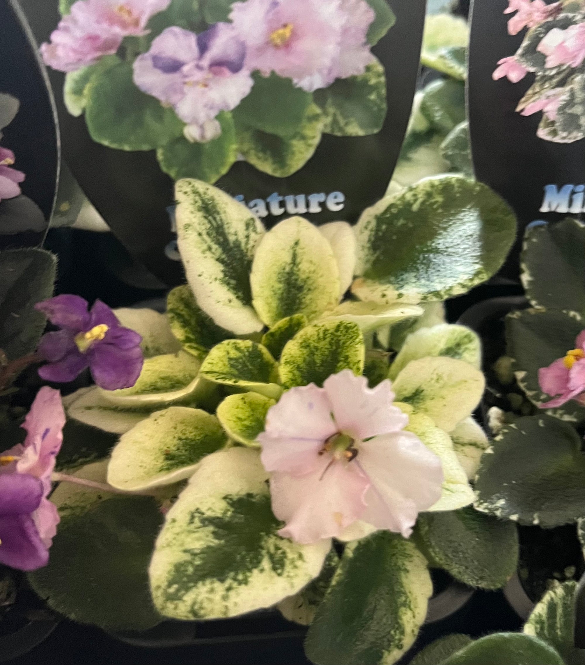 African Violet - Rob’s Itchy Britches