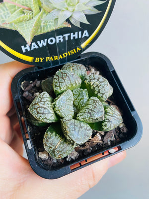 Haworthia 'Mordor'