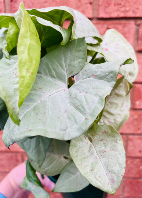 Syngonium - Confetti