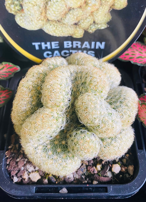 Mammillaria Elongata Cristata - The Brain Cactus