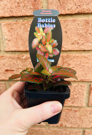 Fittonia - Flammule