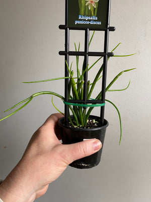 Rhipsalis Puniceo-discus - Mistletoe Cactus Collection No. 46