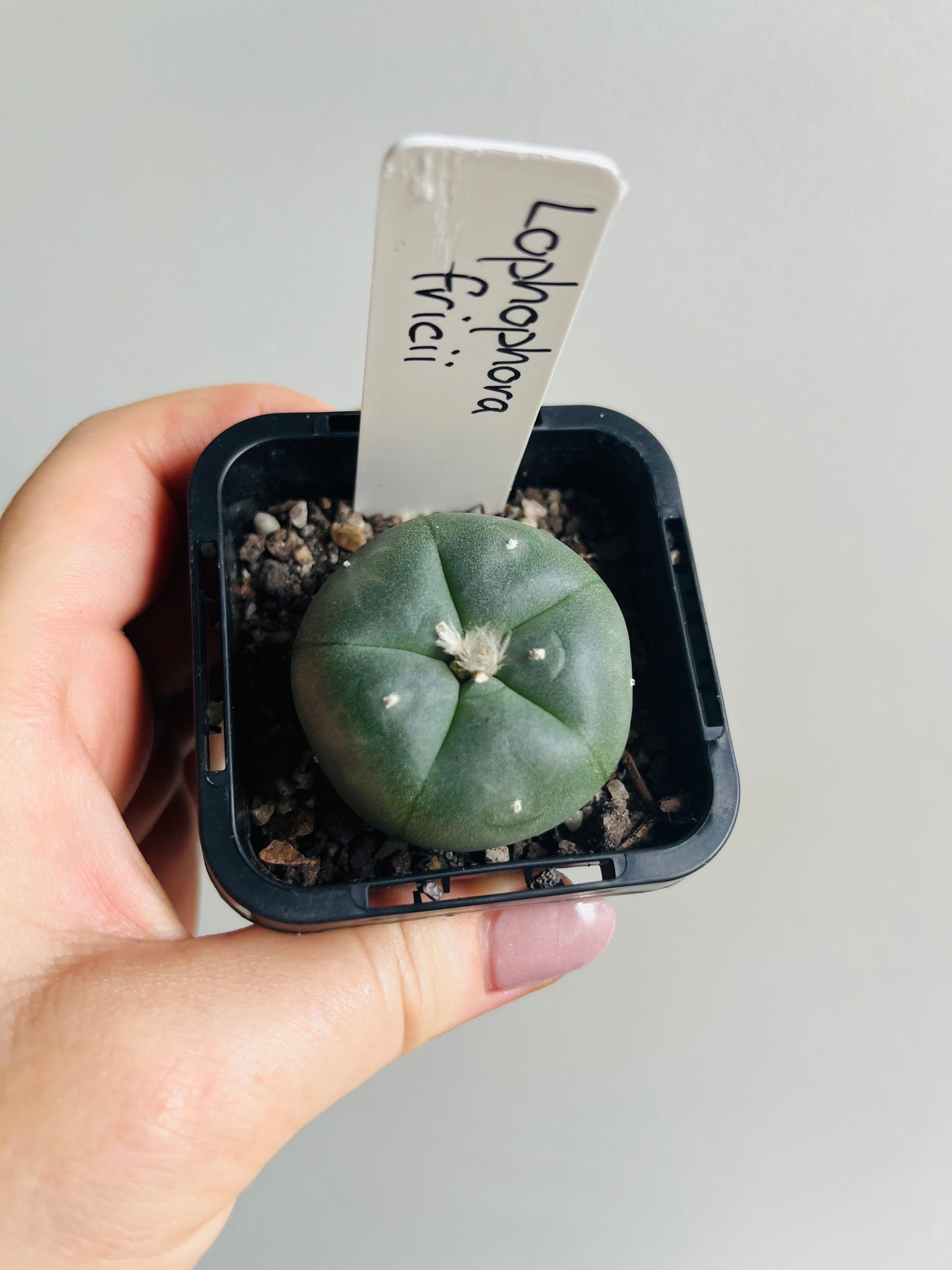 Lophophora fricii (one slightly damaged plant available) message for photos