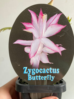 Schlumbergera Zygocactus varieties - 60mm Pot