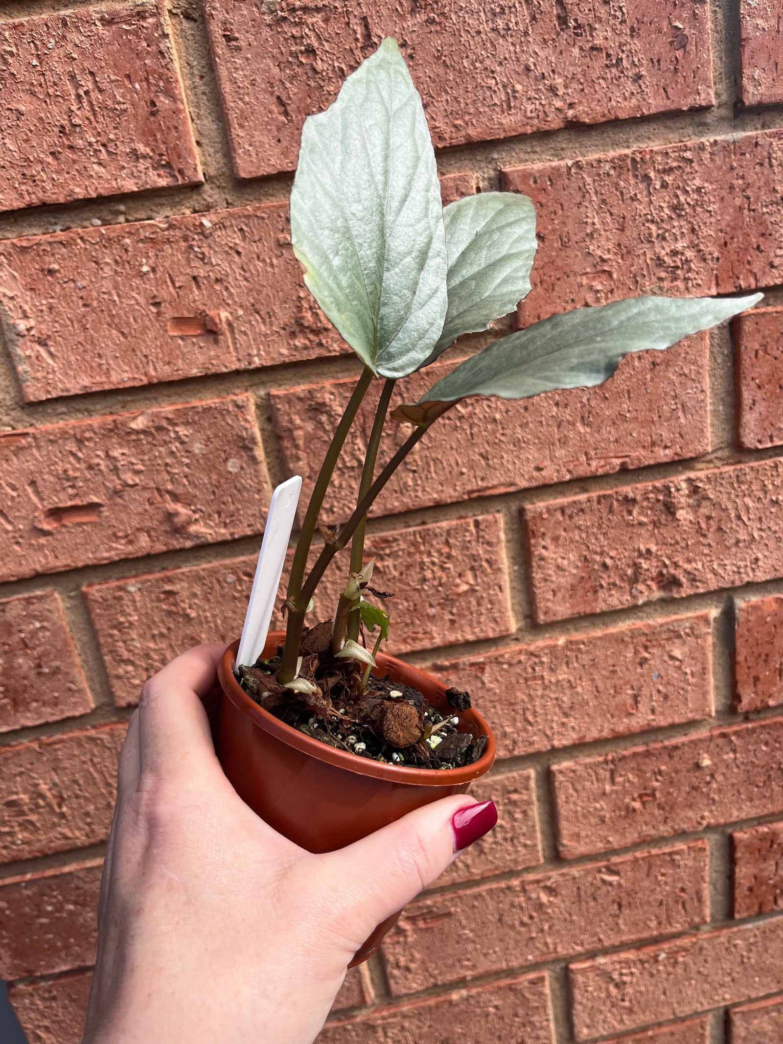 Begonia hatacoa silver