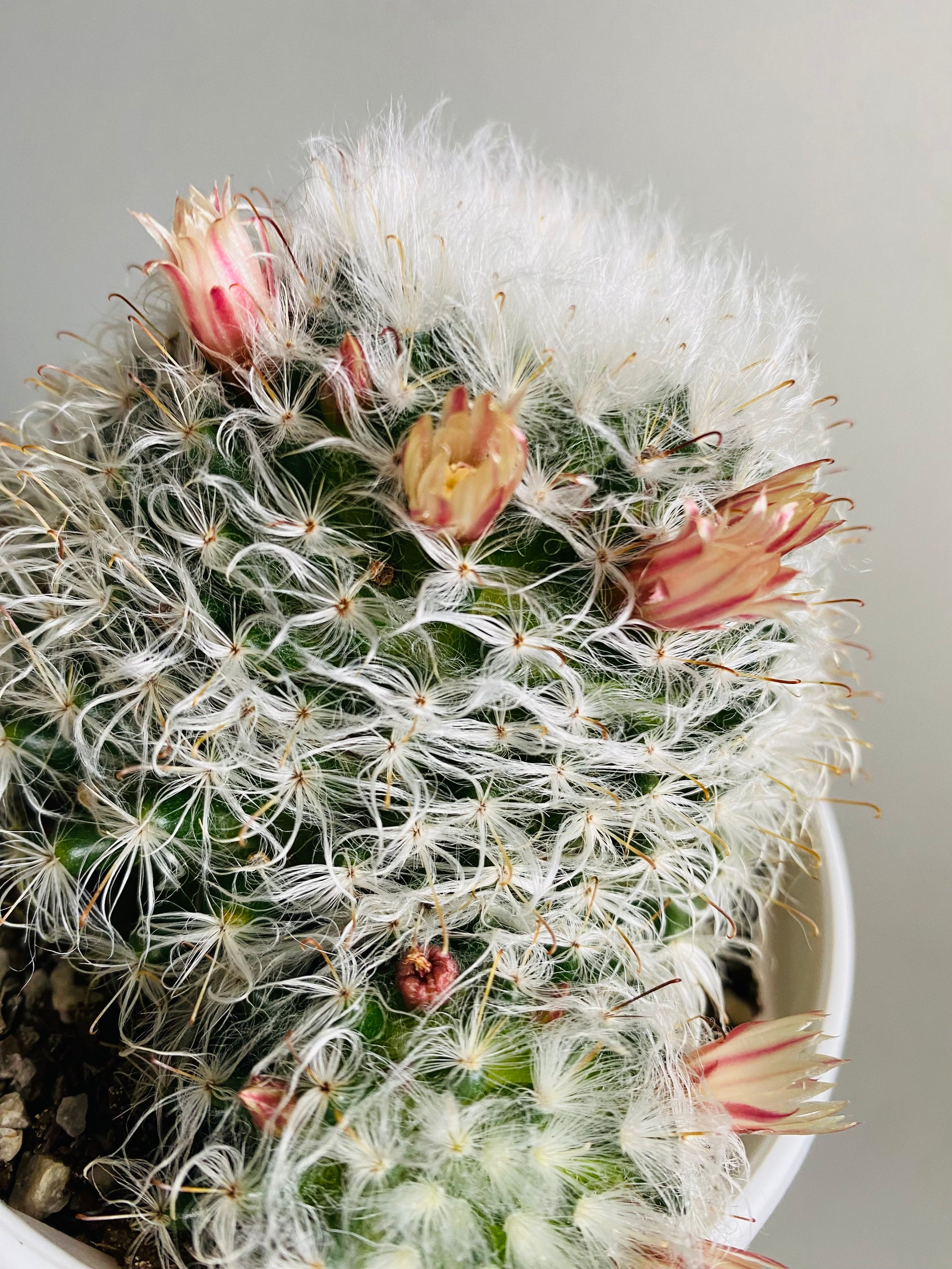 Mammillaria bocosana ‘Powder Puff'