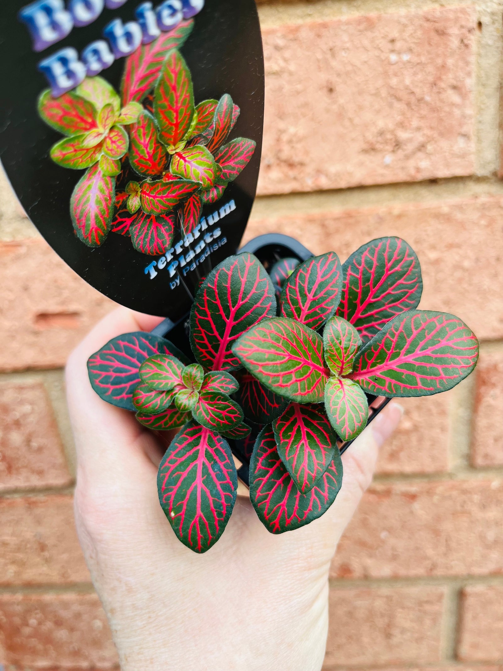 Fittonia - Flammule