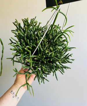 Rhipsalis Ormindoi - Mistletoe Cactus Collection No. 43