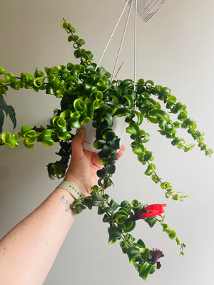 Curly Lipstick Plant (Curly) - Aeschynanthus radicans