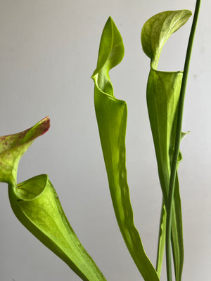 Sarracenia oreophila