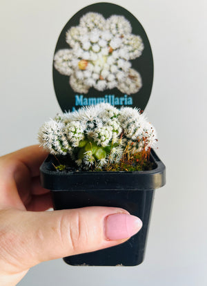 Mammillaria vetula cv. 'Arizona Snowcap'