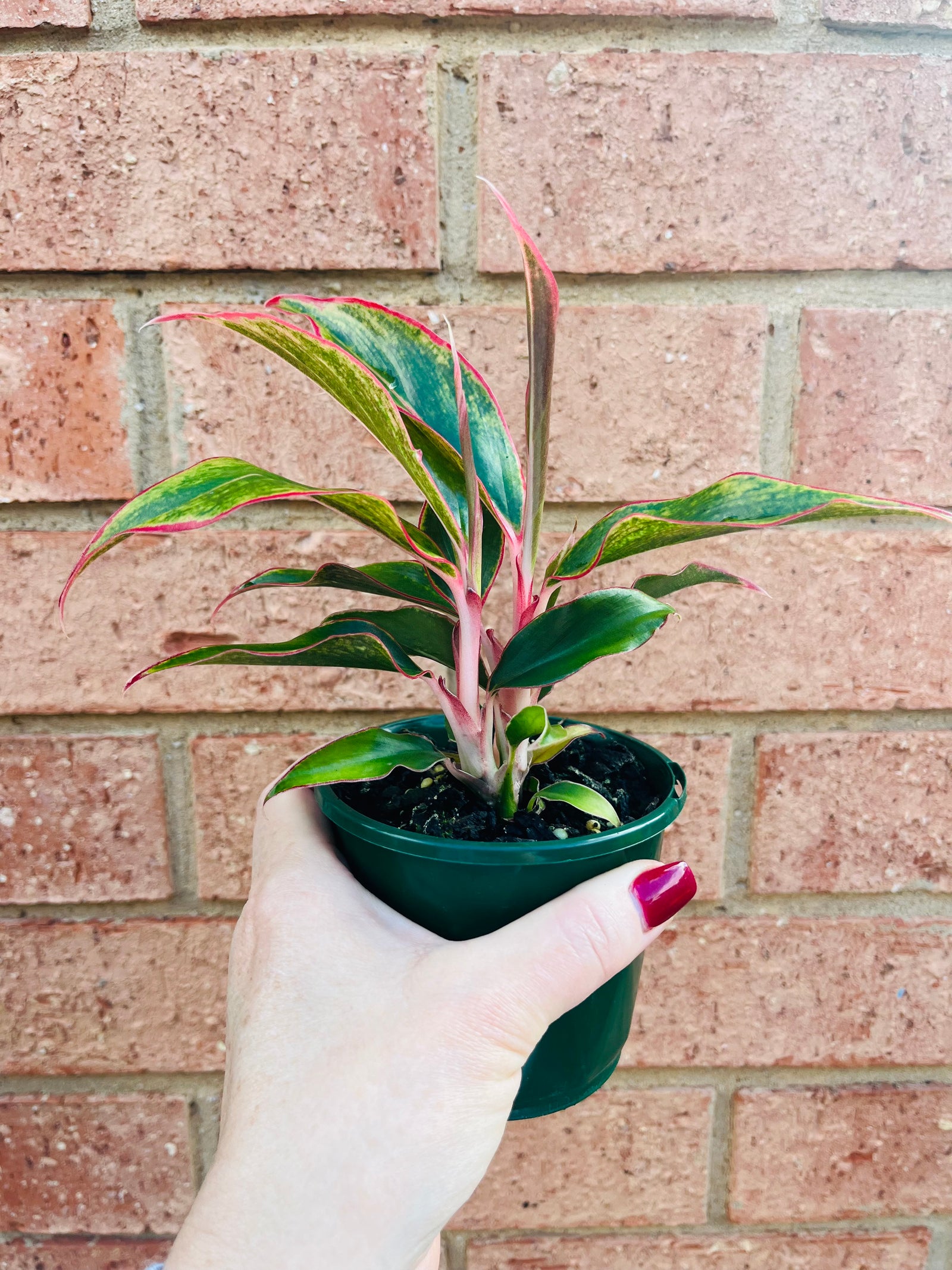 Aglaonema 'Siam Aurora' - Chinese Evergreen Plants